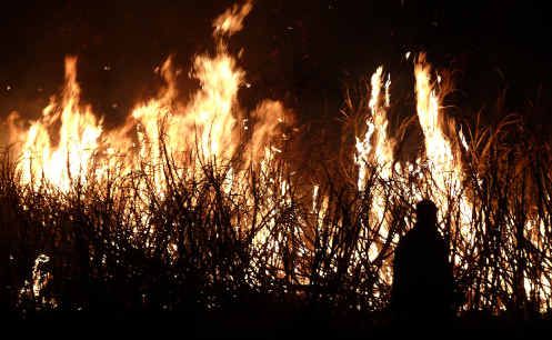 A cane fire in 2007. A cane fire in 2007.